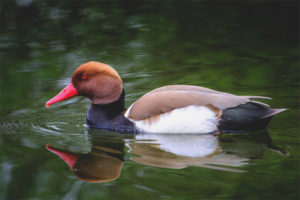 Red nosed dive