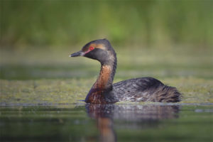 Pula-pula ang Grebe