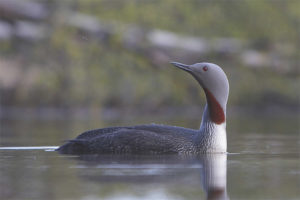 Red-throated na Loon