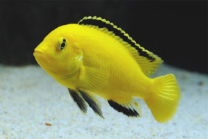 Labidochromis dilaw