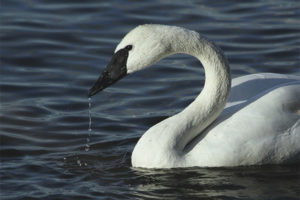 Ang Trumpeter swan