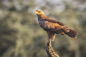 Mas kaunting Naiikot na Eagle