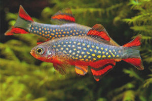 Microparsing kalawakan