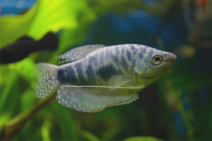 Marmol gourami