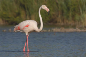 Karaniwang flamingo