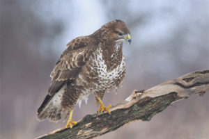 Karaniwang buzzard