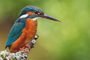 Karaniwang kingfisher