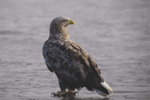 Puting agila