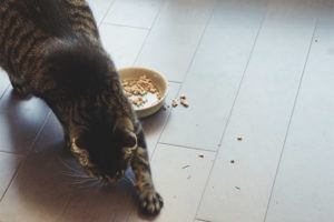 Bakit ang isang pusa o pusa ay naglibing ng pagkain