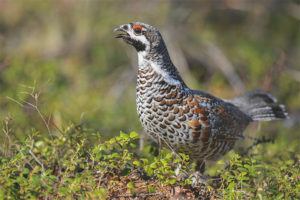 Hazel grouse