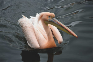 Rosas na pelican