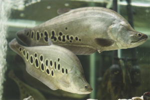 Isda kutsilyo