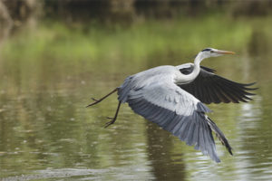 Grey heron