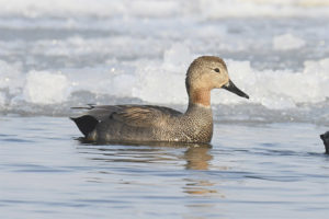 Grey pato