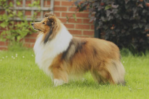 Si Sheltie
