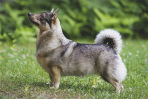 Suweko Walhund