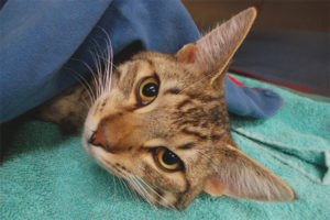 Gaano karaming pusa ang umalis mula sa kawalan ng pakiramdam pagkatapos ng pagpapalayas