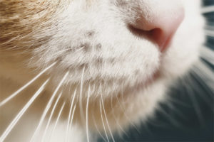 Ang pusa ay may bigote