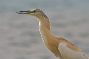 Dilaw na heron