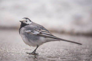 Puting wagtail