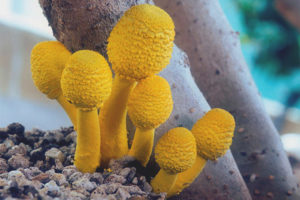 Bumagsak ang Birnbaum