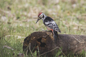 White-back Woodpecker