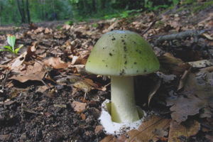 Pale toadstool