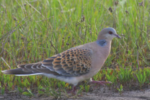 Malaking turtledove