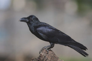 Big-billed uwak