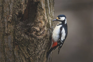 Mahusay na Spotted Woodpecker