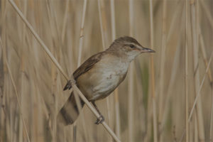 Mahusay na Reed Warbler
