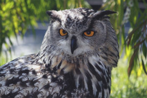 Eagle owl