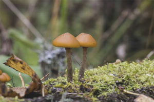 Nakabalot si Galerina