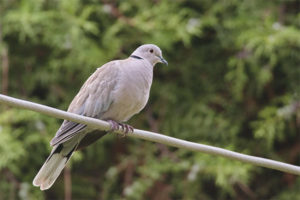 Ang singsing na turtledove