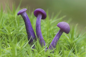 Barnisan ng Amethyst