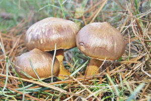 Basang lilang