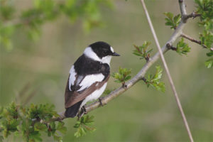 Puting-leeg na Flycatcher