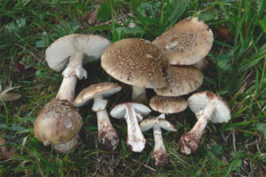 Amanita grey na kulay rosas