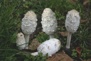 Coprinus puti