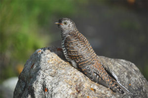 Karaniwang cuckoo