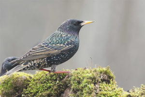 Karaniwang pag-starling