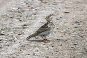 Patlang Lark