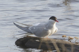 Arteric Tern