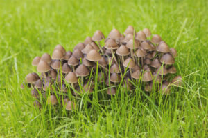 Ang Psilocybe ay semi-lanceolate