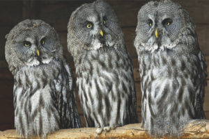 Grey owl