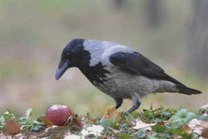 Grey uwak