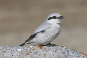 Grey shrike
