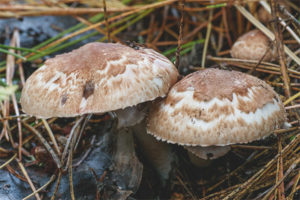 Kagubatan ng Champignon