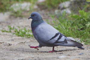 Rocky kalapati