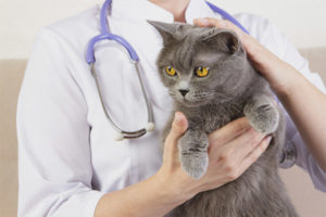 Ang pagpapabilis ng pusa